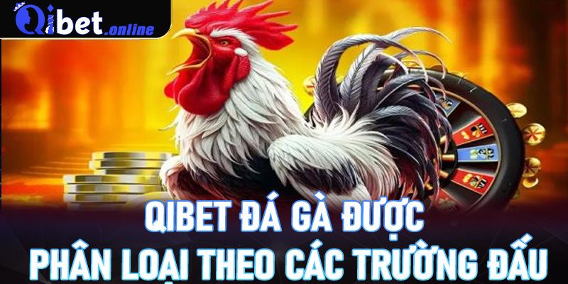 Tại Qibet đá gà được phân loại theo các trường đấu
