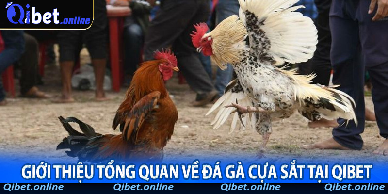 Giới thiệu tổng quan về đá gà cựa sắt tại QiBet
