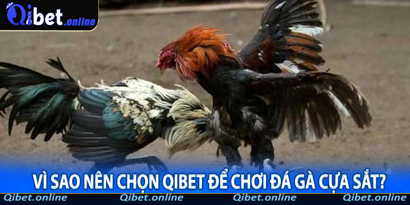 Vì sao nên chọn QiBet để chơi đá gà cựa sắt?